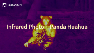 Infraroodfoto van Panda Huahua, vastgelegd door SensorMicro Infrared Camera Core