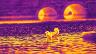 Infraroodzwaan - gemaakt met een infraroodcameramodule van 640 x 512/12 µm #shorts #infrared #thermalimaging